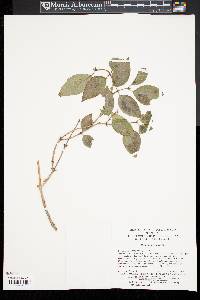 Deutzia parviflora image