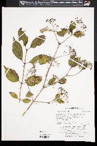 Deutzia parviflora image