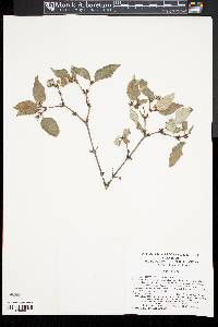 Deutzia grandiflora image