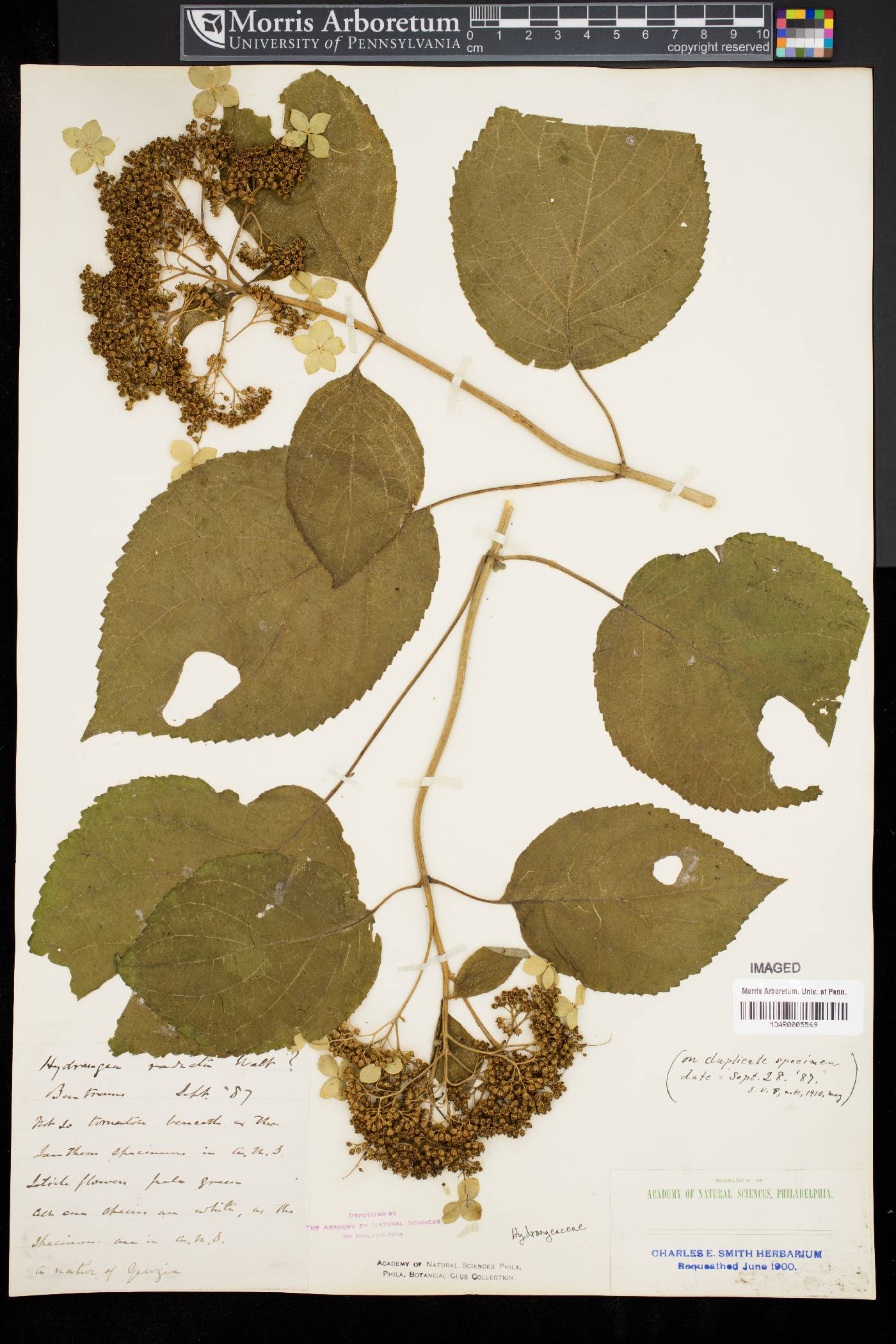 Hydrangea radiata image