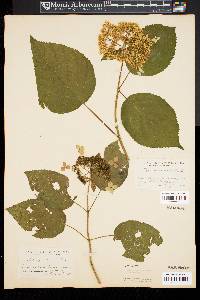 Hydrangea radiata image