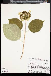 Hydrangea arborescens var. discolor image