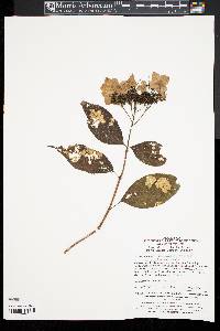 Hydrangea xanthoneura image