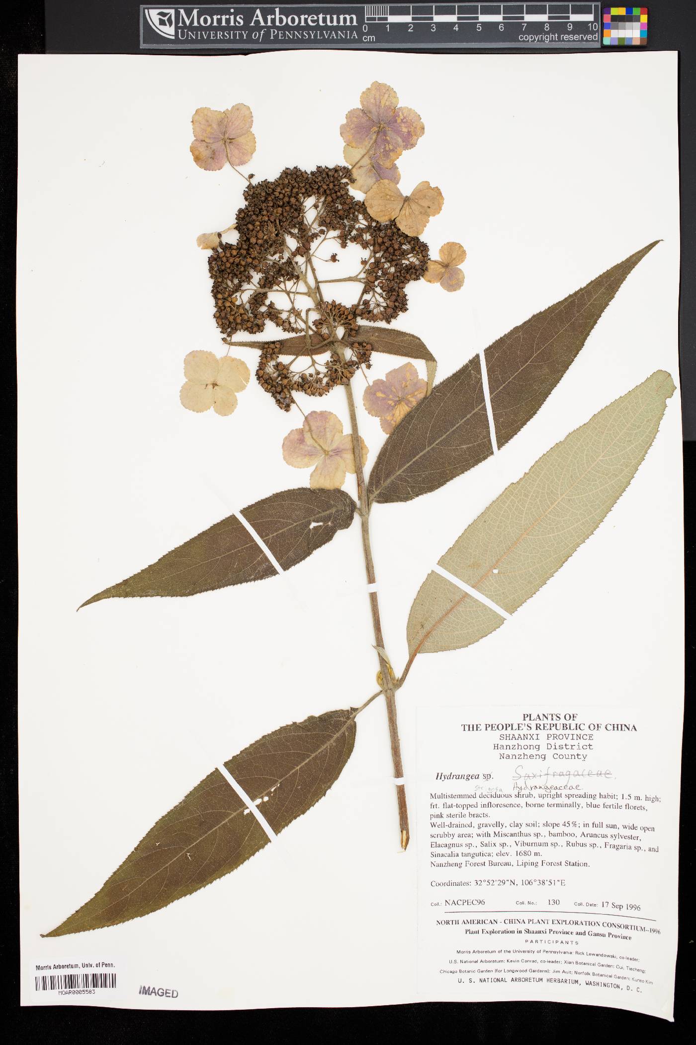Hydrangea strigosa image