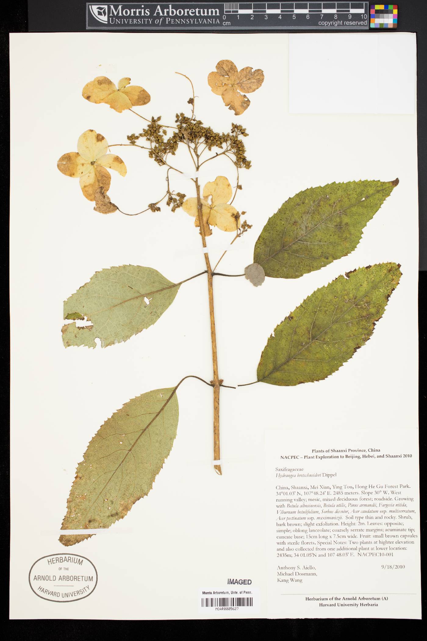 Hydrangea bretschneideri image