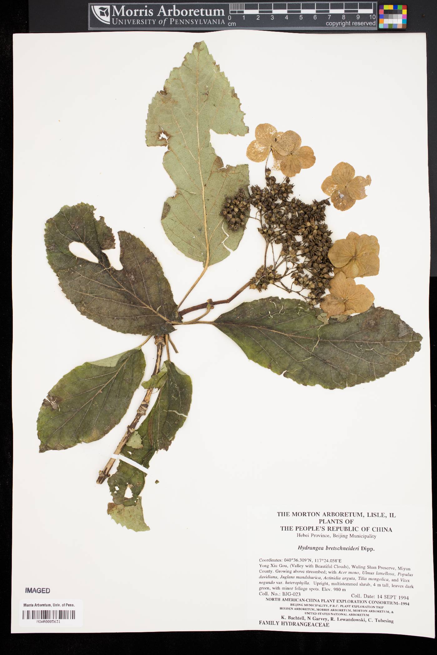 Hydrangea bretschneideri image