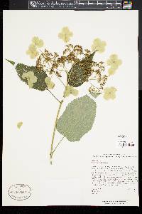 Hydrangea longipes image