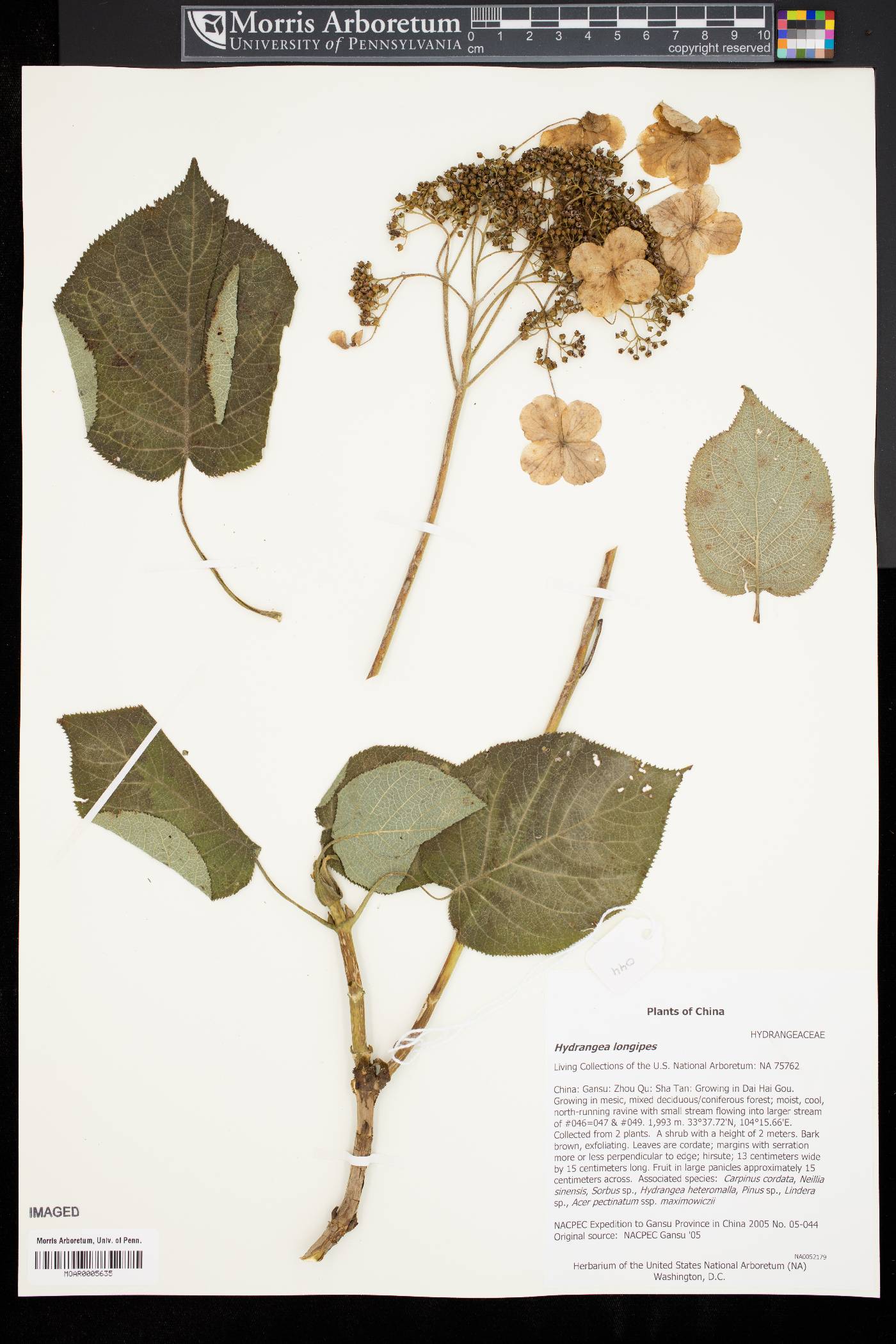 Hydrangea longipes image