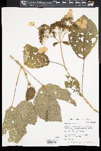 Hydrangea longipes image