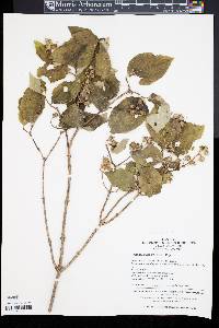 Philadelphus schrenkii image