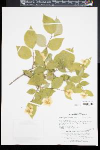 Philadelphus schrenkii image