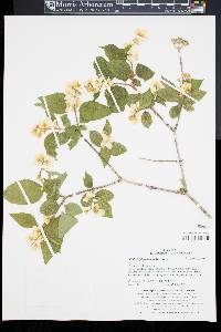 Philadelphus schrenkii image