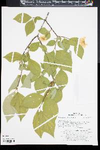 Philadelphus schrenkii image