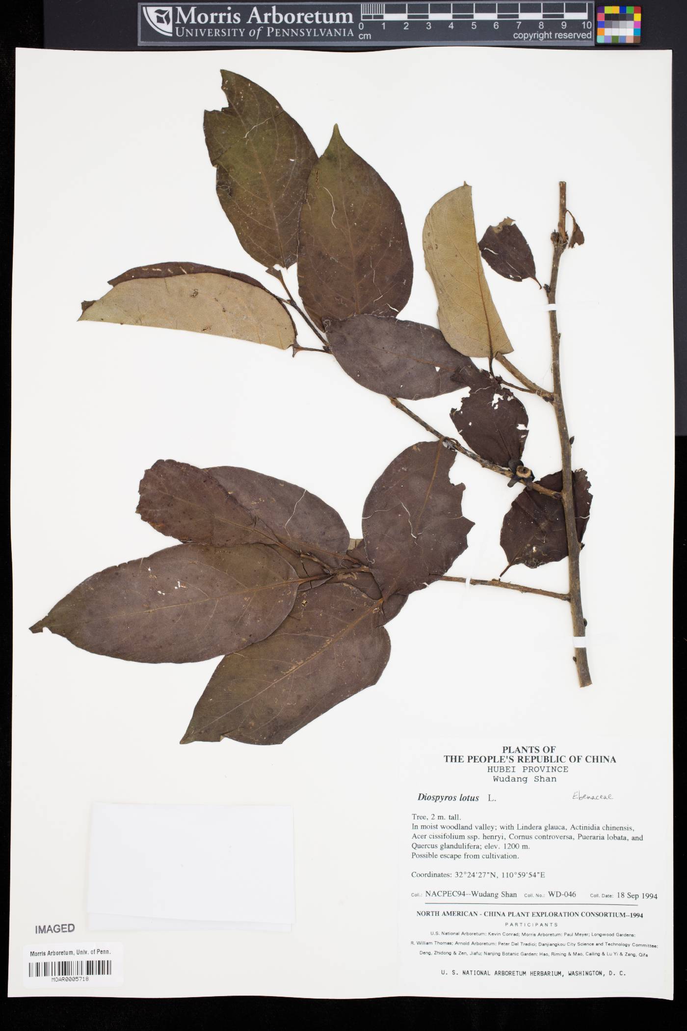 Diospyros lotus image