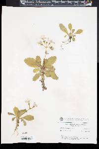 Image of Primula moupinensis