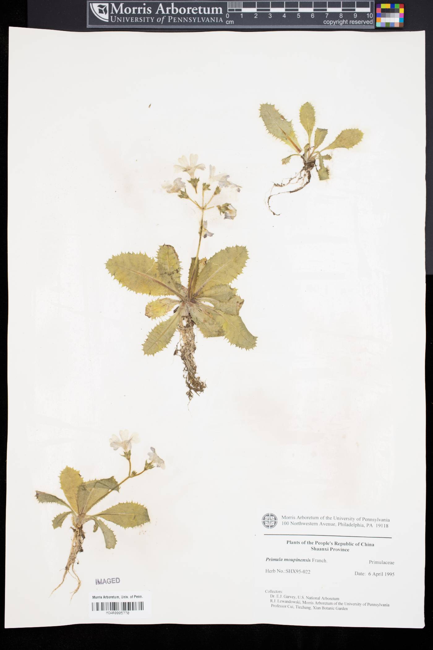 Primula moupinensis image