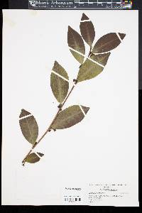 Camellia sinensis image