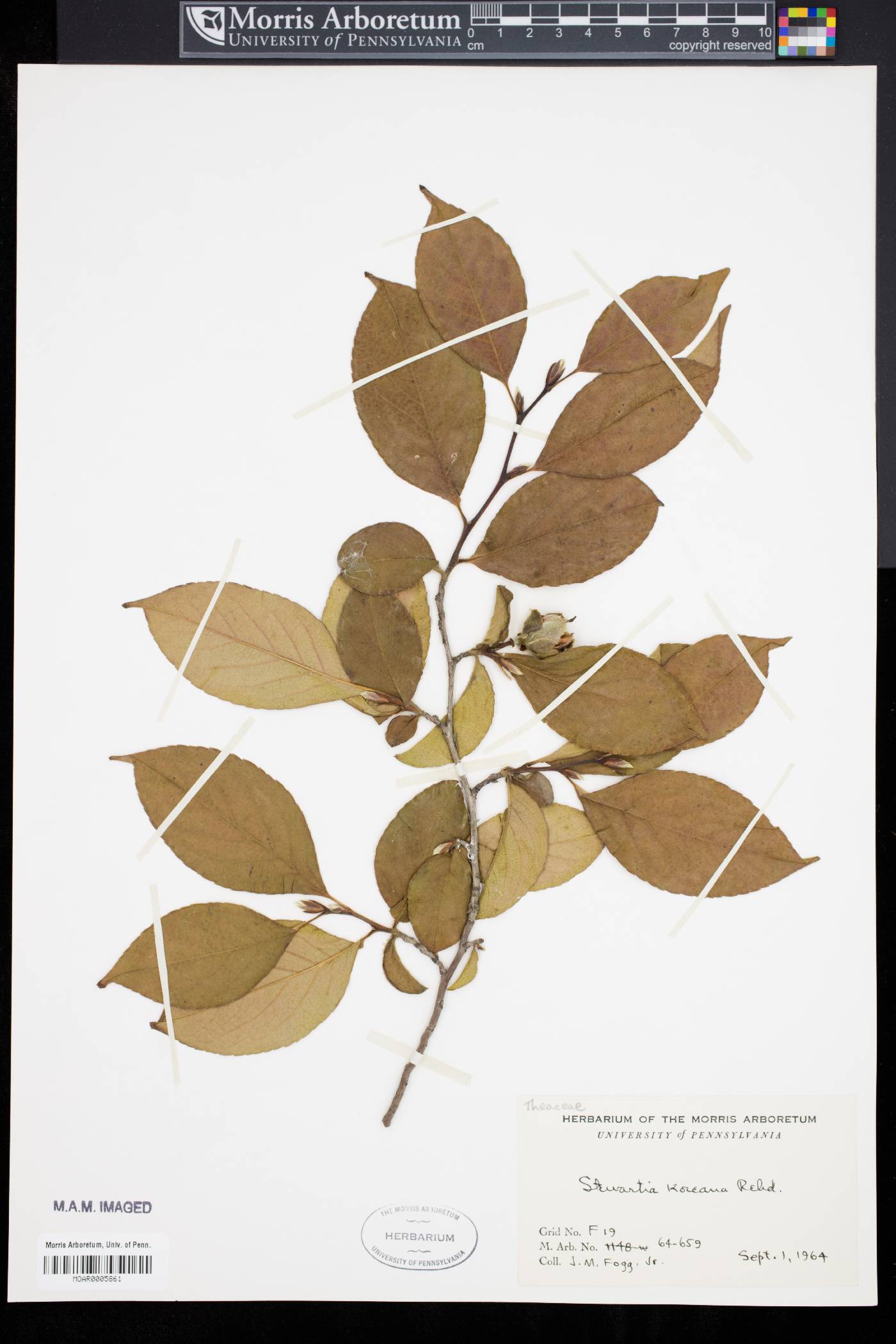 Stewartia pseudocamellia var. koreana image