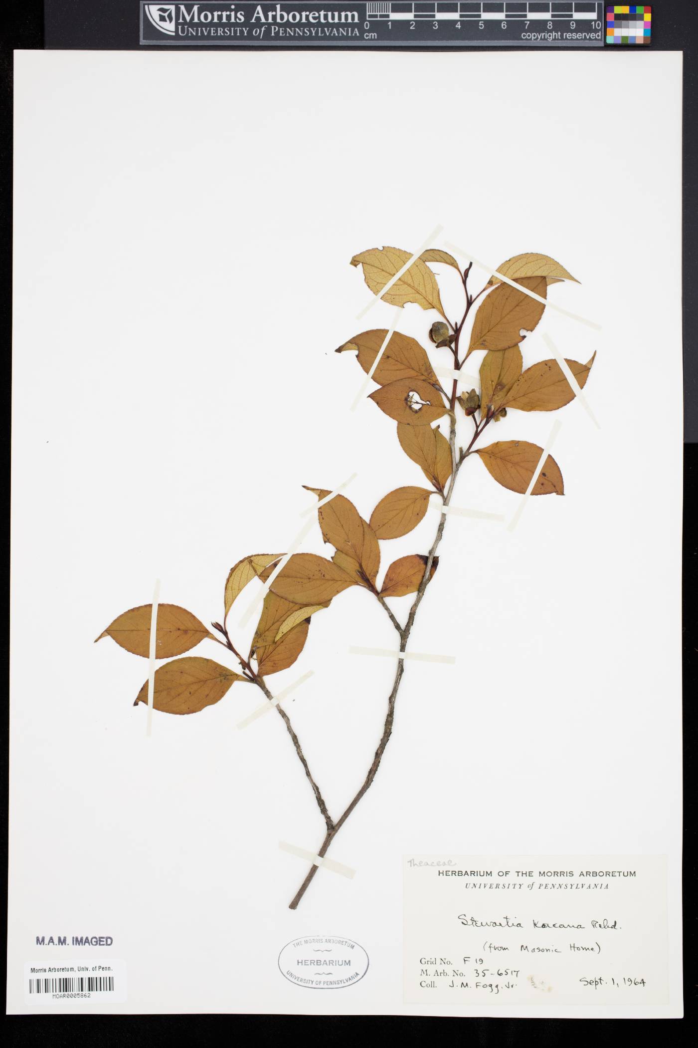 Stewartia pseudocamellia var. koreana image