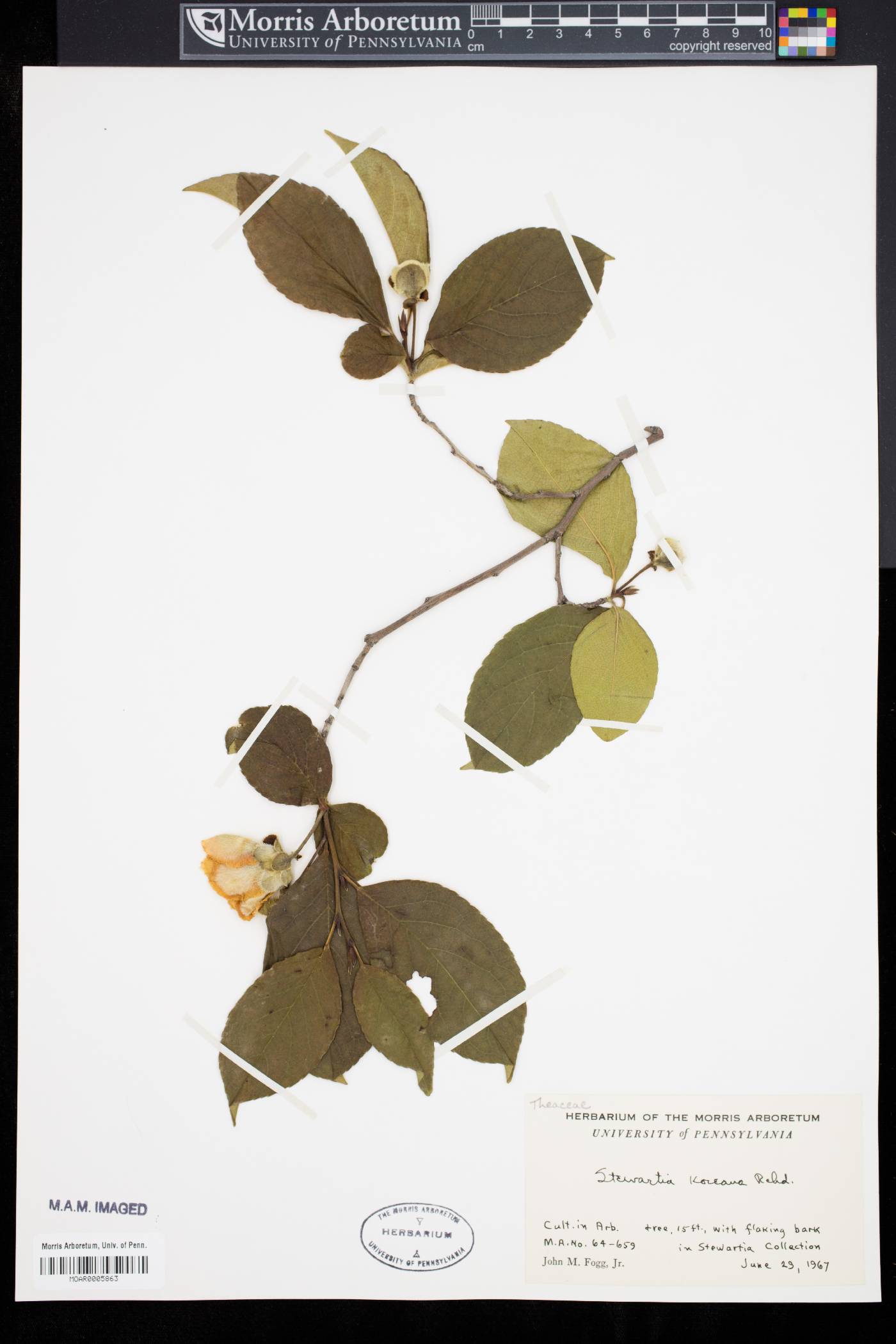 Stewartia pseudocamellia var. koreana image