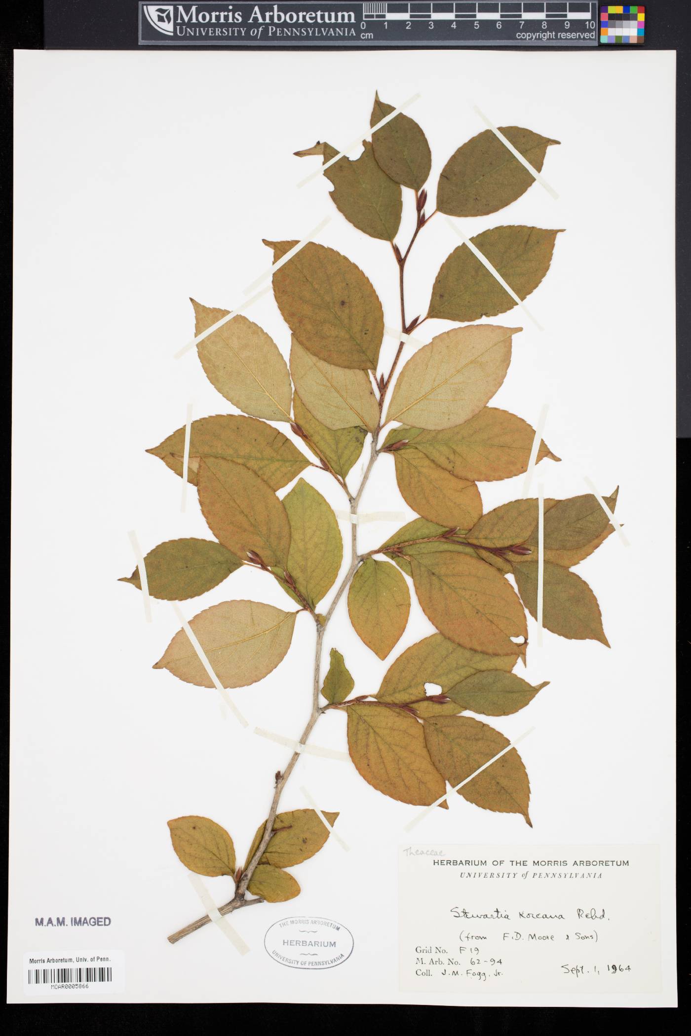 Stewartia pseudocamellia var. koreana image