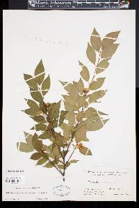 Stewartia monadelpha image