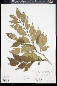 Stewartia monadelpha image