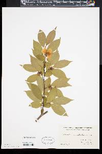 Stewartia monadelpha image