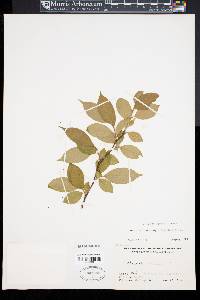 Stewartia monadelpha image