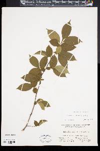 Stewartia rostrata image