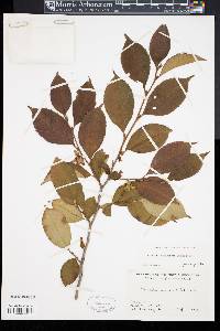 Stewartia rostrata image