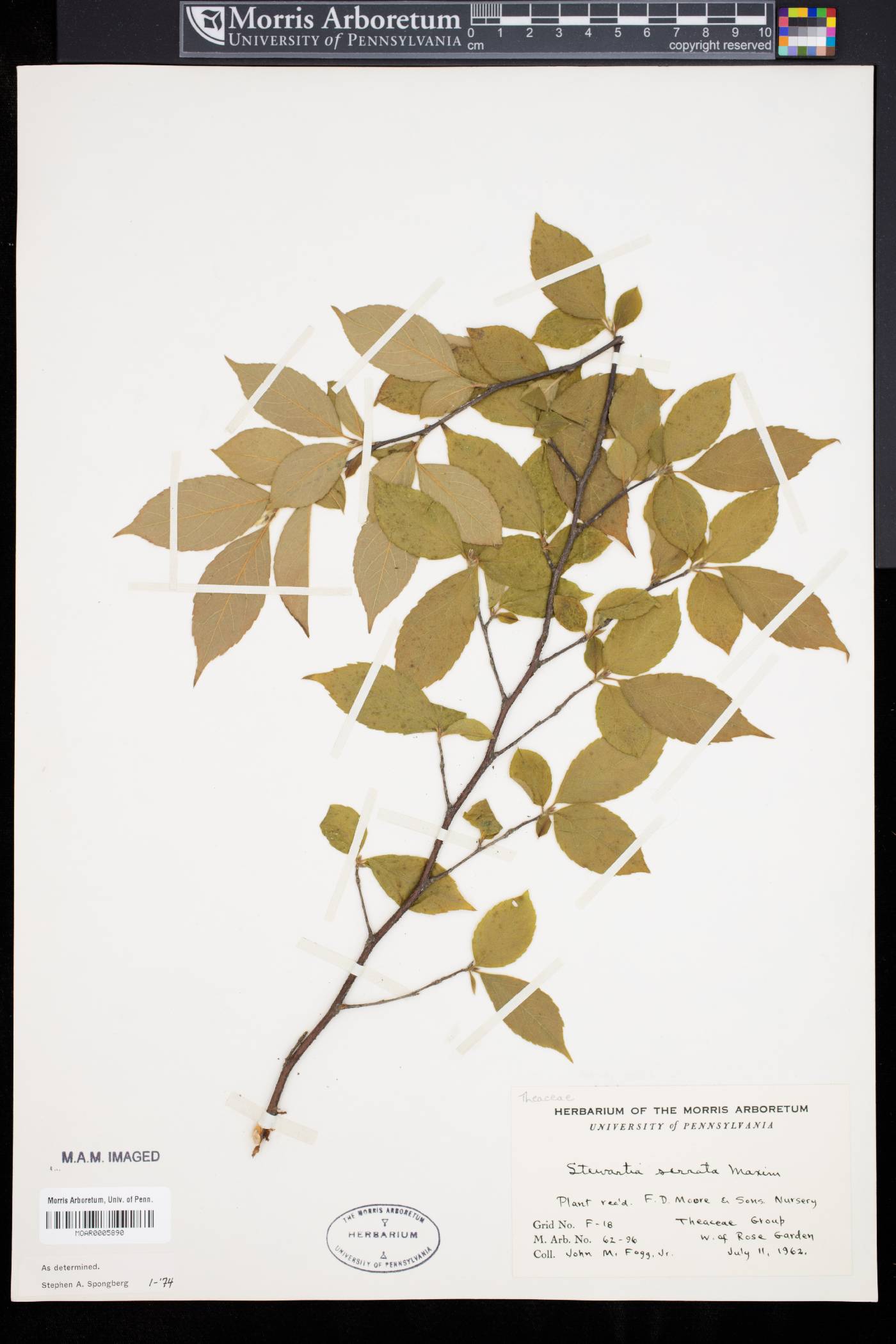 Stewartia serrata image