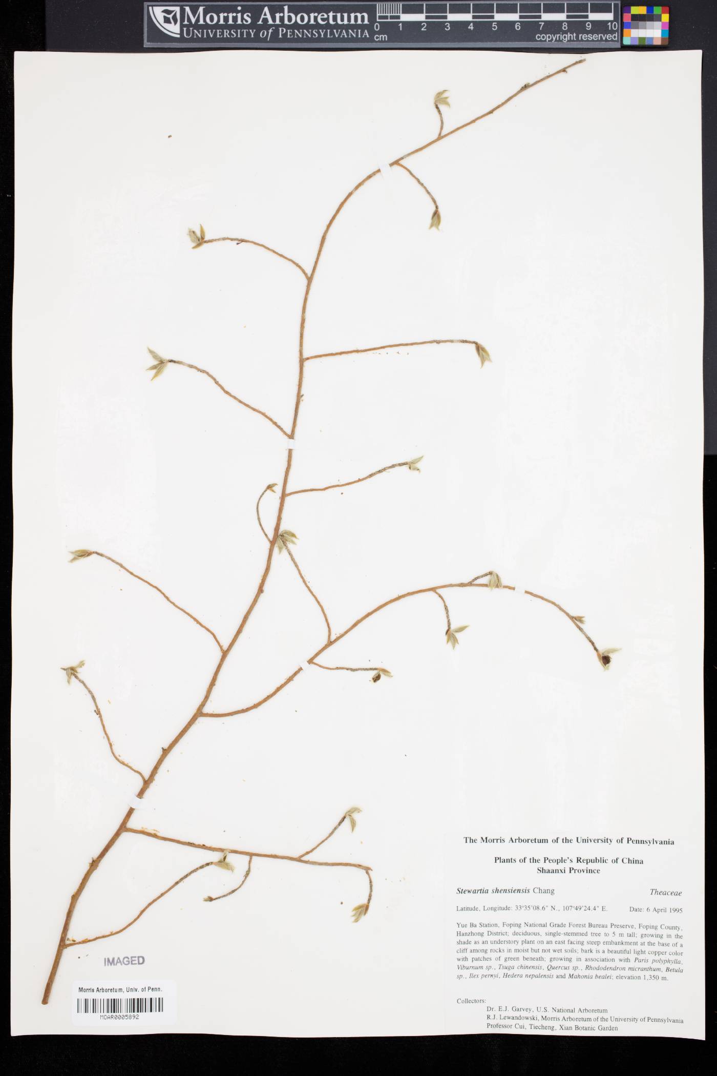 Stewartia sinensis var. shensiensis image