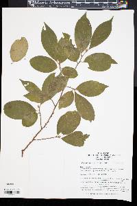 Stewartia sinensis image