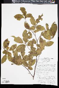 Stewartia sinensis image