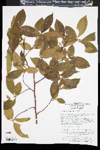 Stewartia sinensis image