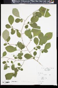 Symplocos paniculata image