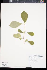 Symplocos paniculata image