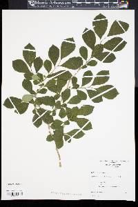 Symplocos paniculata image