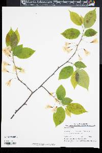 Halesia carolina image