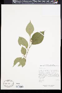 Styrax hemsleyanus image