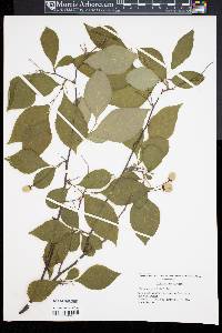 Styrax japonicus image