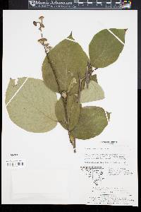 Styrax obassis image