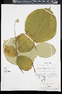 Styrax obassis image