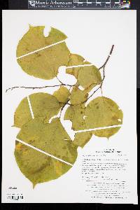 Styrax obassis image