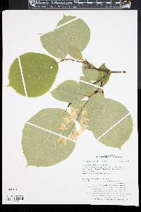 Styrax obassis image