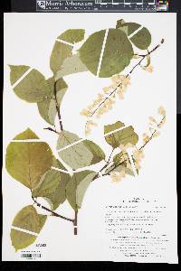 Styrax obassis image