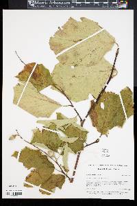 Styrax obassia image