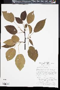 Clematoclethra scandens subsp. hemsleyi image