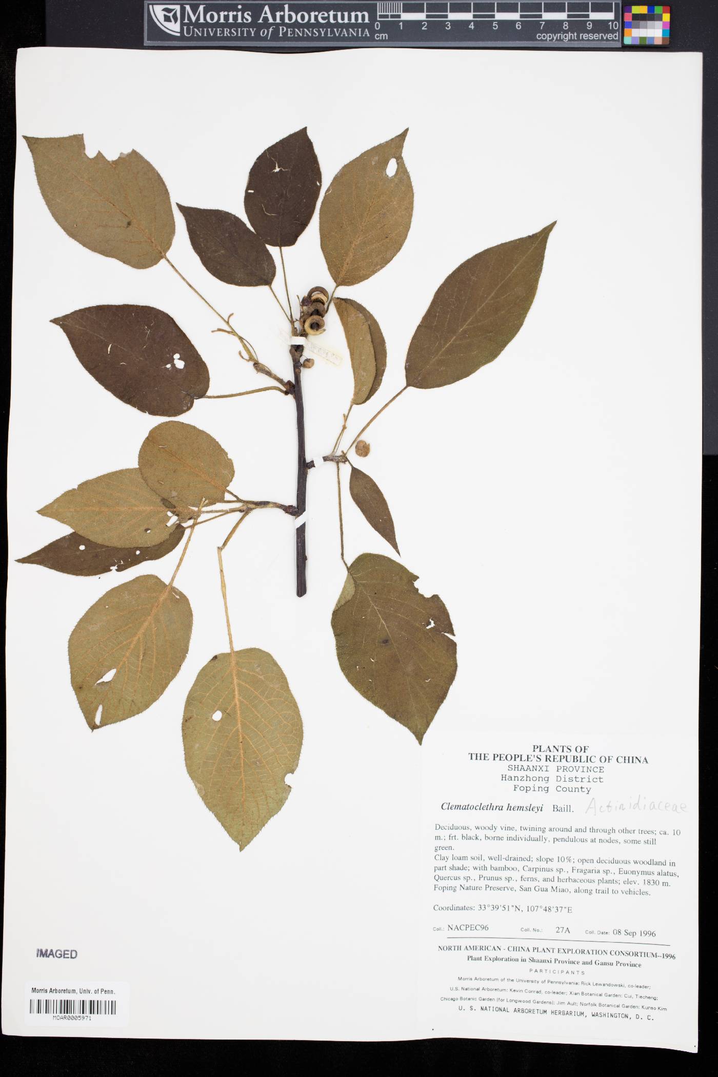 Clematoclethra scandens subsp. hemsleyi image